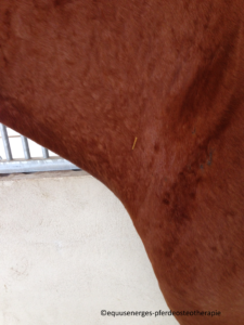 Dry Needling Halsmuskulatur beim Pferd